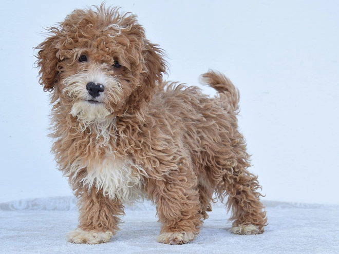 Maltipoo Welpe kaufen