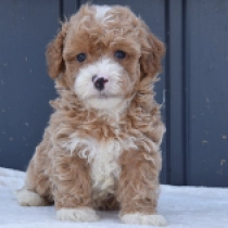 Maltipoo puppy for sale