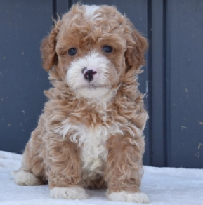 Maltipoo Welpe kaufen