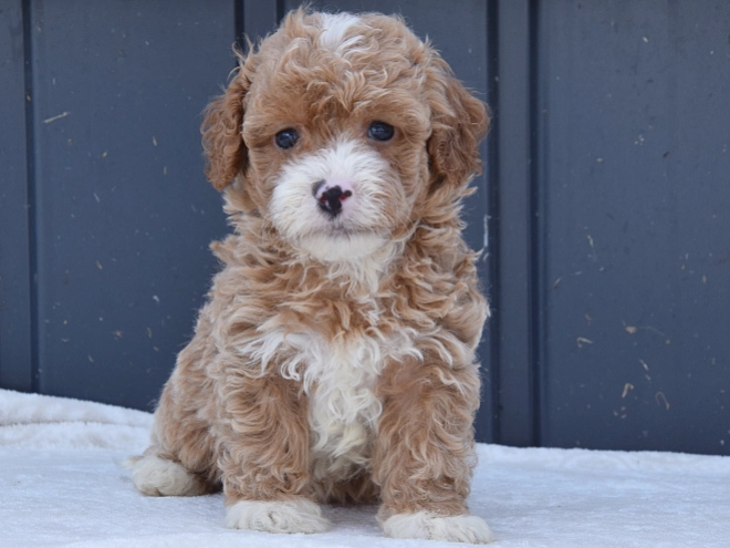 Maltipoo Welpe kaufen