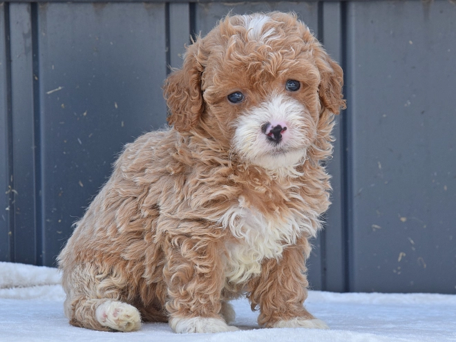 Maltipoo Welpe kaufen