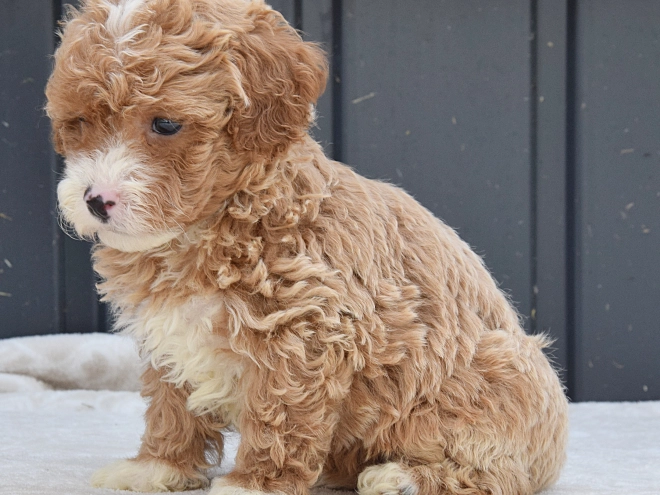 Maltipoo Welpe kaufen