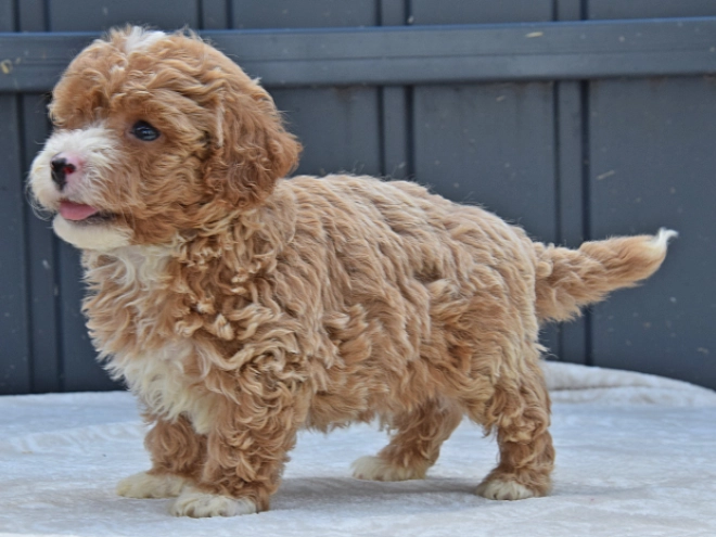 Maltipoo Welpe kaufen