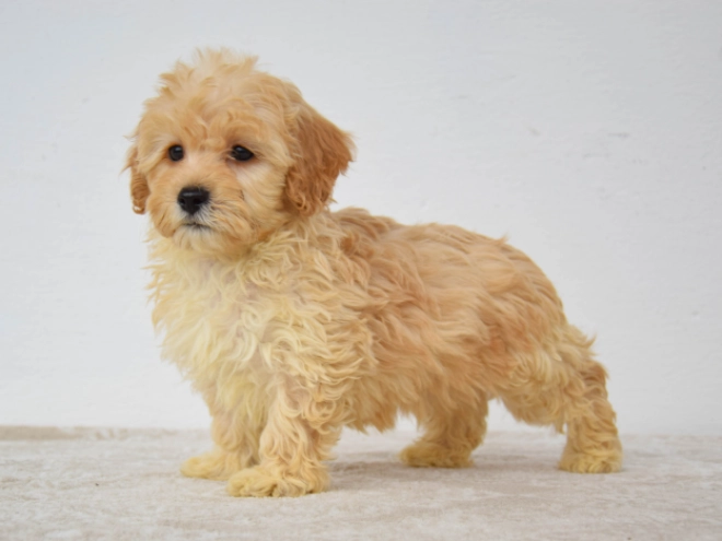 Maltipoo puppy for sale