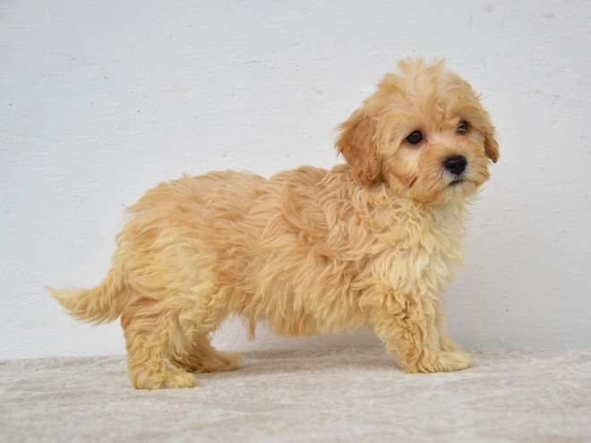 Maltipoo puppy for sale