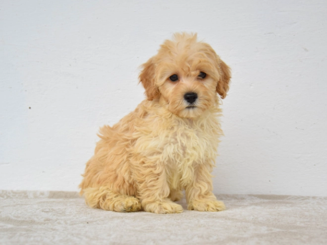 Maltipoo puppy for sale