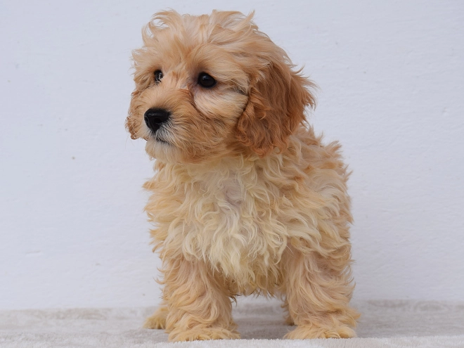 Maltipoo puppy for sale