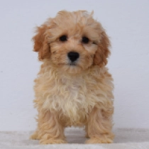 Tucker, brown Maltipoo en venta
