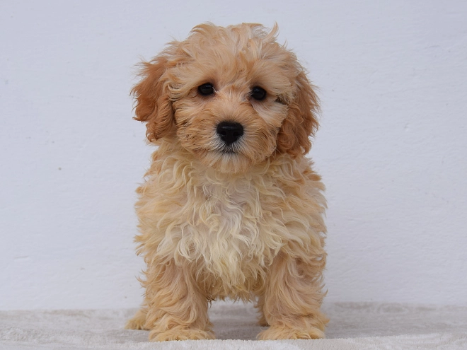 Maltipoo puppy for sale