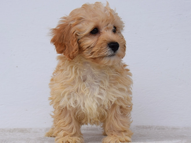 Maltipoo puppy for sale