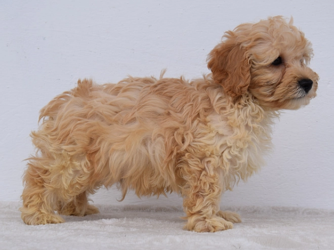 Maltipoo puppy for sale