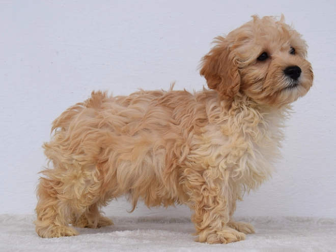Maltipoo puppy for sale