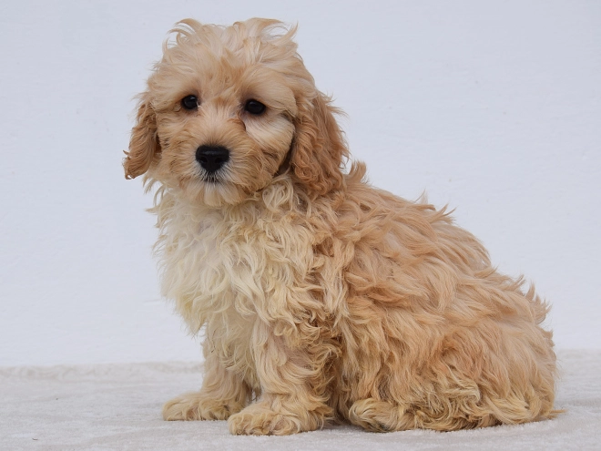 Maltipoo puppy for sale