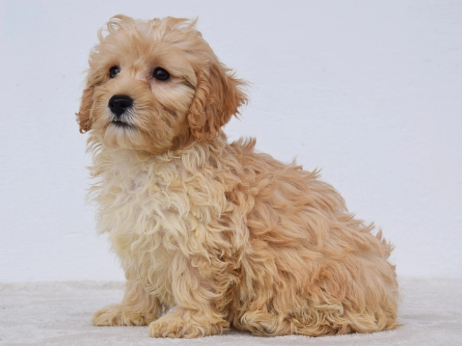 Maltipoo puppy for sale