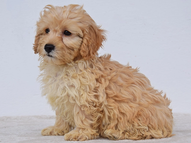 Maltipoo puppy for sale