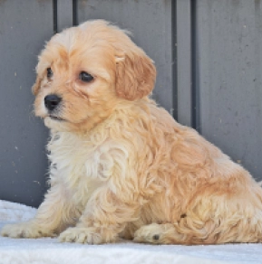 Maltipoo Welpe kaufen