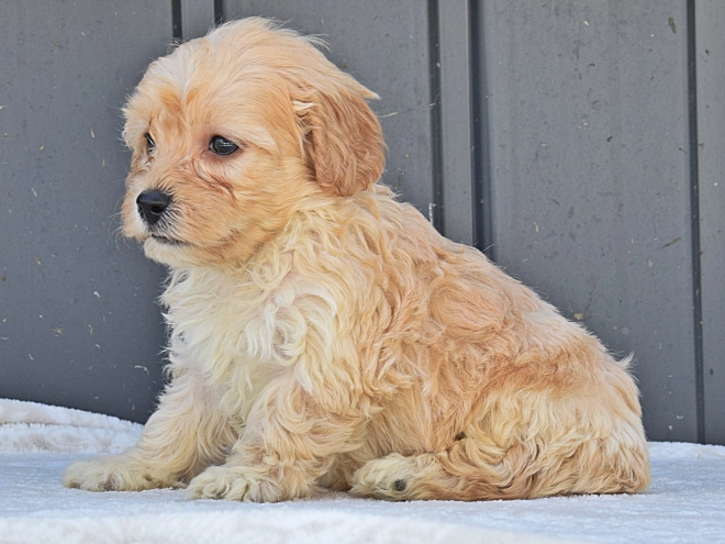 Maltipoo puppy for sale