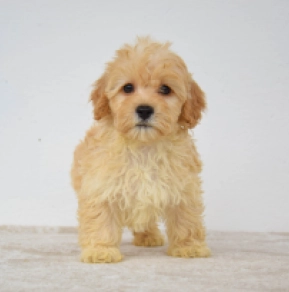 Maltipoo Welpe kaufen