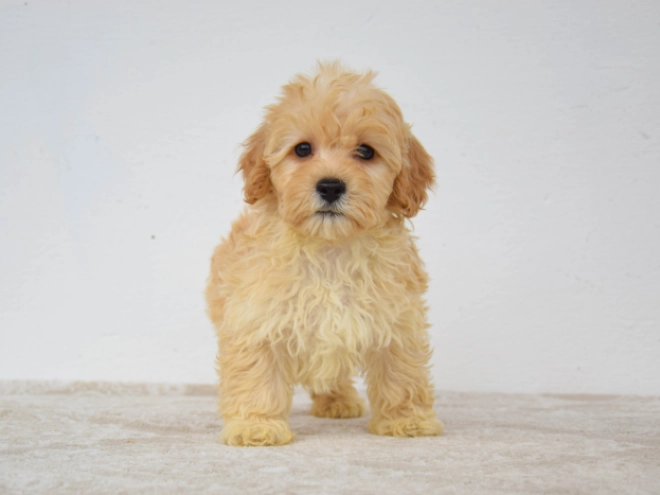 Maltipoo puppy for sale