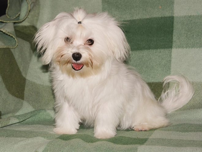 Maltipoo Welpe kaufen