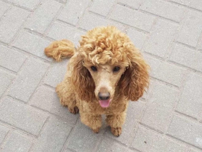 Maltipoo Welpe kaufen