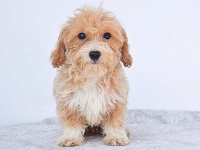 Maltipoo puppy for sale