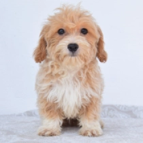 Layla, brown Maltipoo en venta