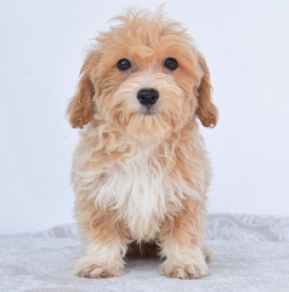 Perros Maltipoo en venta