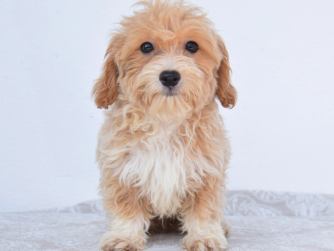 Maltipoo puppy for sale