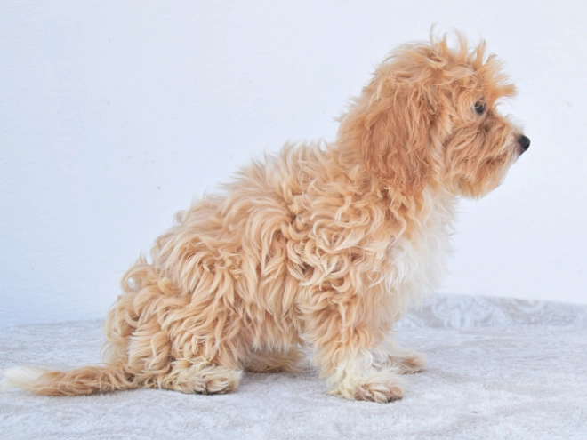 Maltipoo puppy for sale
