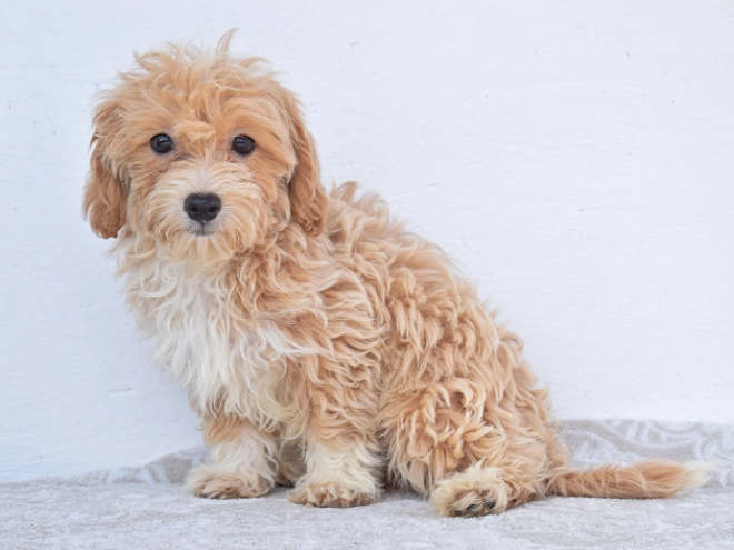 Maltipoo puppy for sale