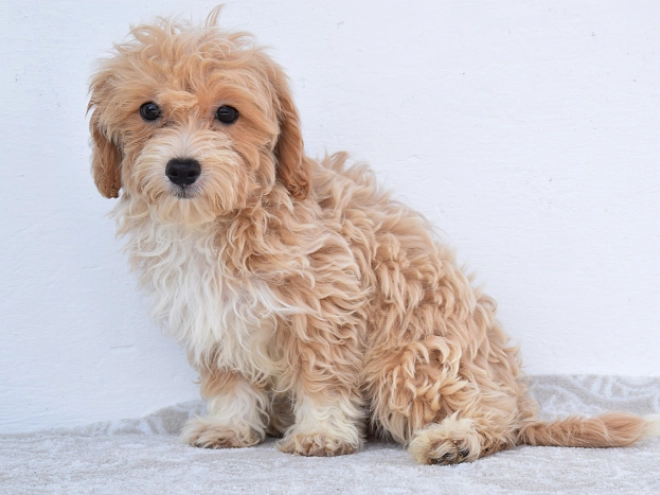 Maltipoo puppy for sale