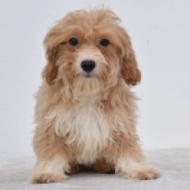 Layla, brown Maltipoo Welpen kaufen