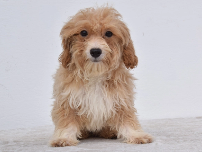 Maltipoo puppy for sale