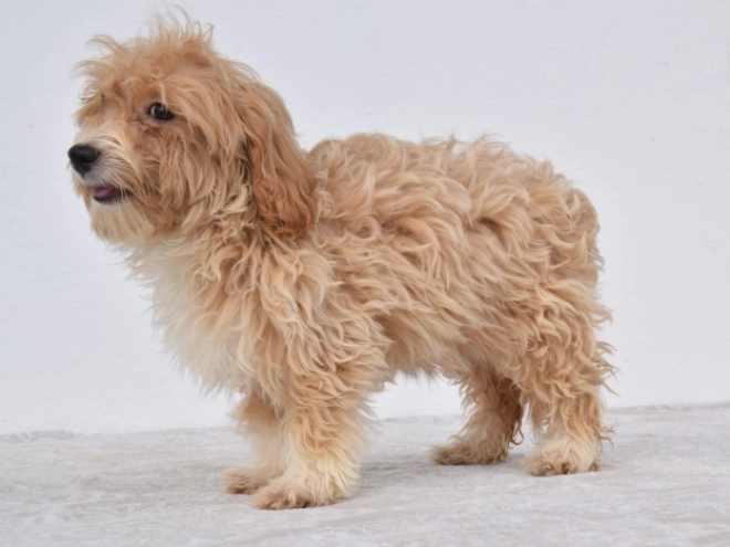 Maltipoo puppy for sale