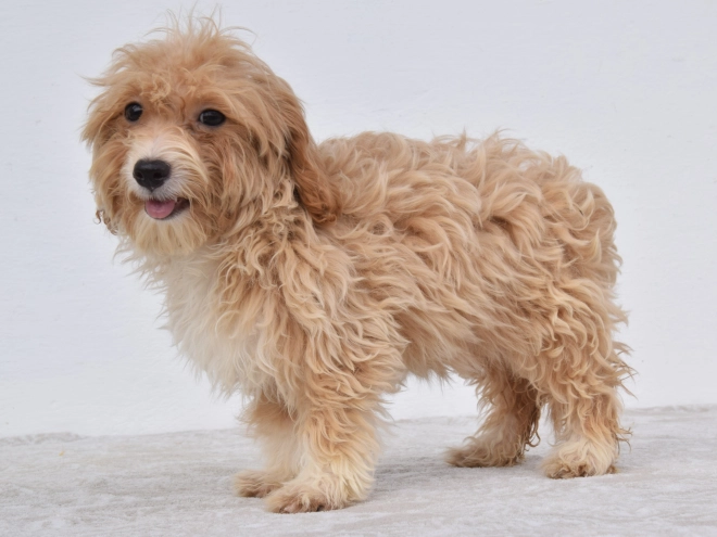 Maltipoo puppy for sale