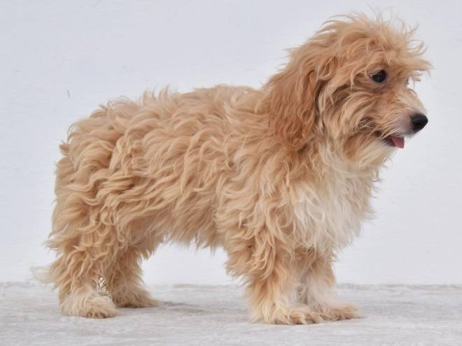 Maltipoo puppy for sale