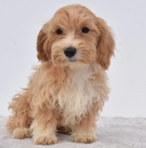 Maltipoo Welpe kaufen
