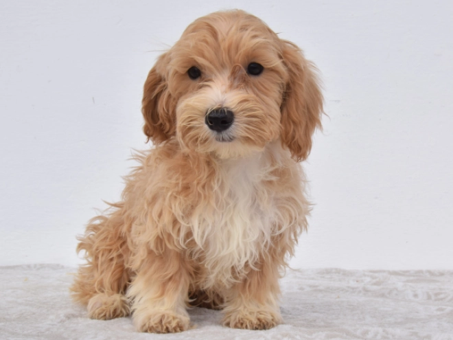 Maltipoo puppy for sale