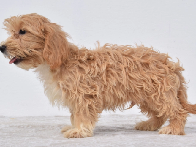 Maltipoo puppy for sale