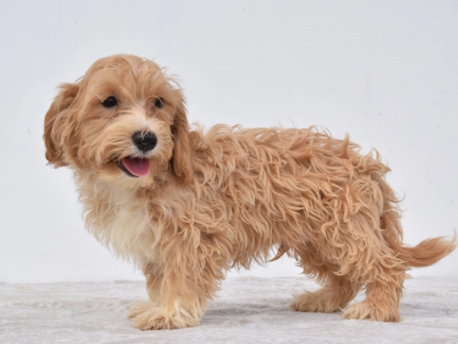 Maltipoo puppy for sale