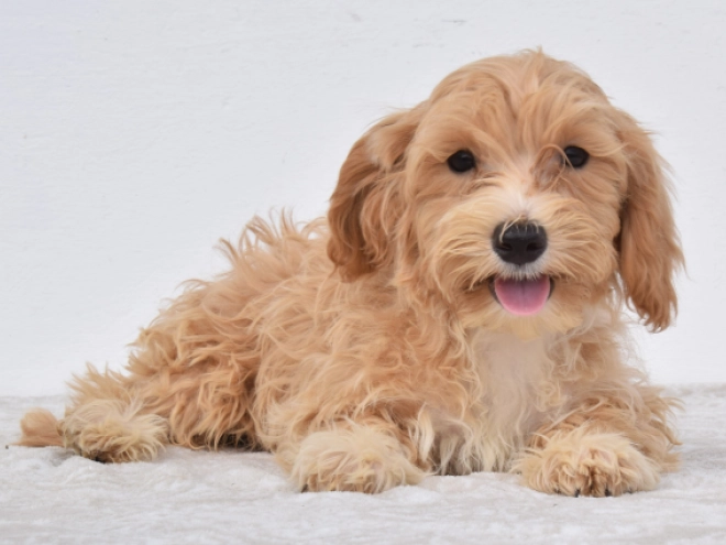 Maltipoo puppy for sale