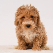 Kira, brown white Maltipoo en venta