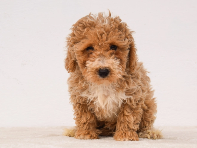 Maltipoo puppy for sale