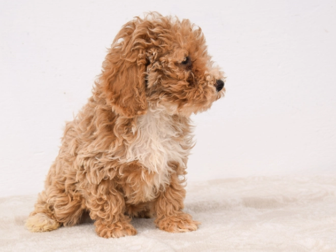 Maltipoo puppy for sale