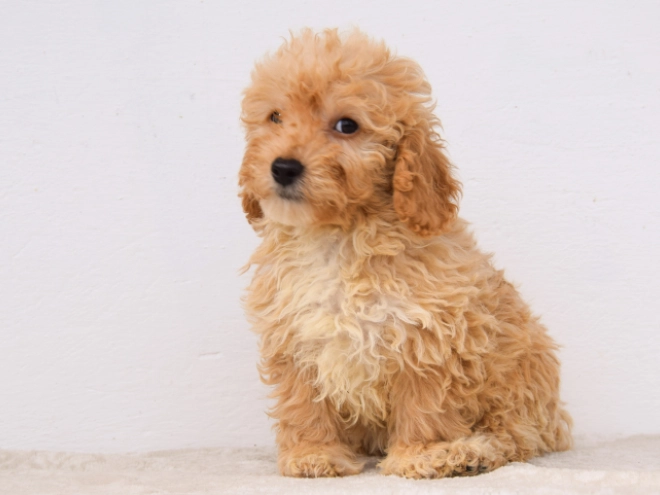 Perros Maltipoo en venta