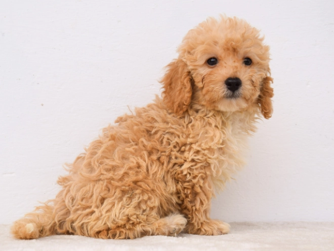 Perros Maltipoo en venta