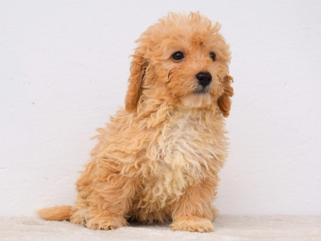 Perros Maltipoo en venta