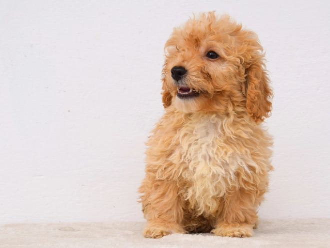 Perros Maltipoo en venta