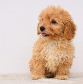 Maltipoo Welpe kaufen